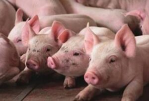 Suinocultura brasileira registra ano de crescimento consistente em 2025