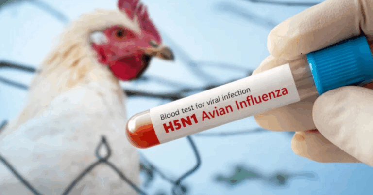 Influenza Aviária provoca perda de 2,3 milhões de aves em maio no mundo, aponta WOAH