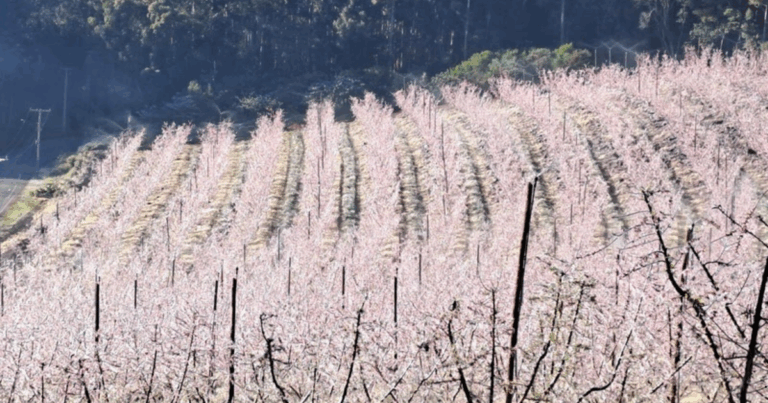 Inverno exige atenção redobrada e irrigação pode ajudar a proteger lavouras contra geadas