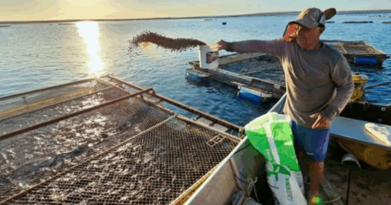Pesquisadores propõem aquicultura como alternativa à pecuária na Amazônia