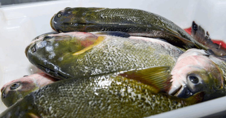Nota técnica reforça controle sustentável da pesca de tainha por arrasto de praia