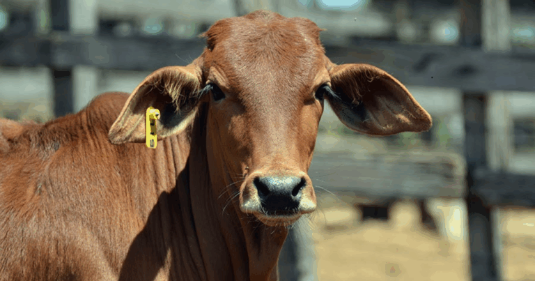 Gado Sindi da Embrapa Semiárido recebe certificação de pureza genética