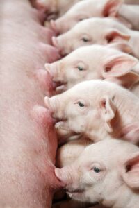 Suinocultura brasileira inicia 2026 com perspectivas de crescimento