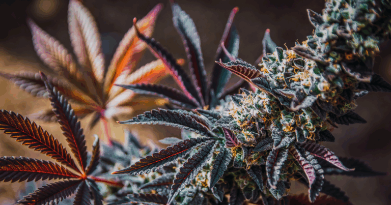 Uso terapêutico da cannabis na saúde animal é pauta no WNTC 2025