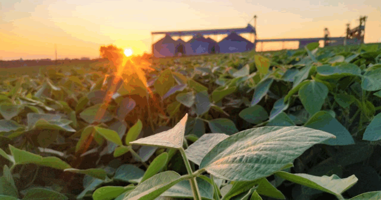 Brasil deve ampliar produção de soja e milho na safra 2025/26, projeta DATAGRO