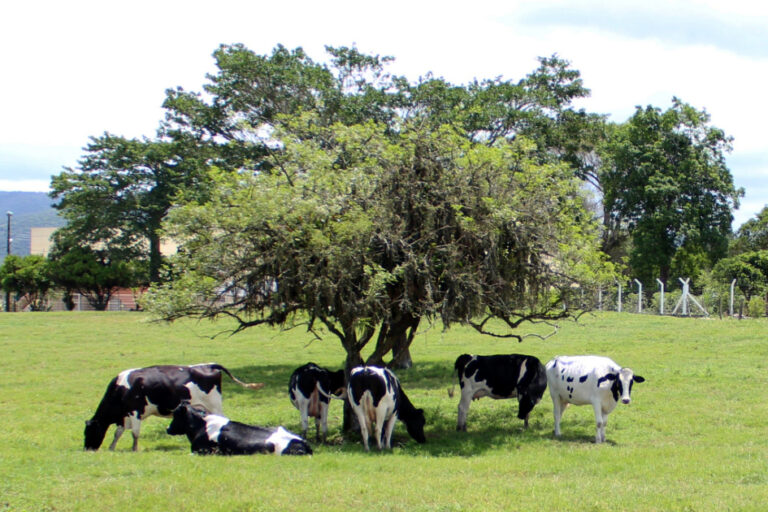 Santa Catarina é único estado do país com classificação A para o baixo risco de brucelose bovina e bubalina