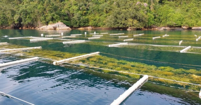 Da Água à Mesa: aquicultura como solução às mudanças climáticas