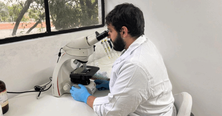 Estudo avalia impacto de vírus letal em tilápias e aponta baixo risco de transmissão fecal