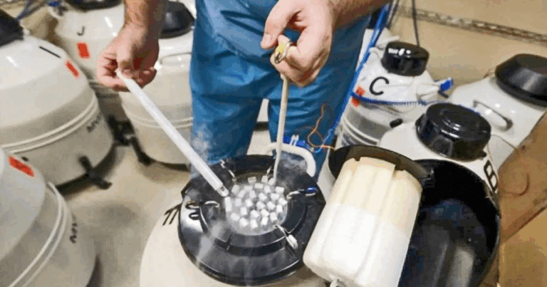 Inseminação artificial cresce 3,3% e reforça modernização da pecuária brasileira