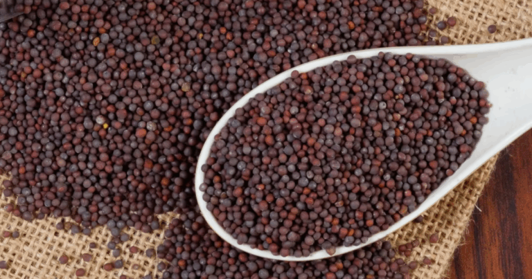 Brasil conquista novo mercado para sementes de canola na África do Sul