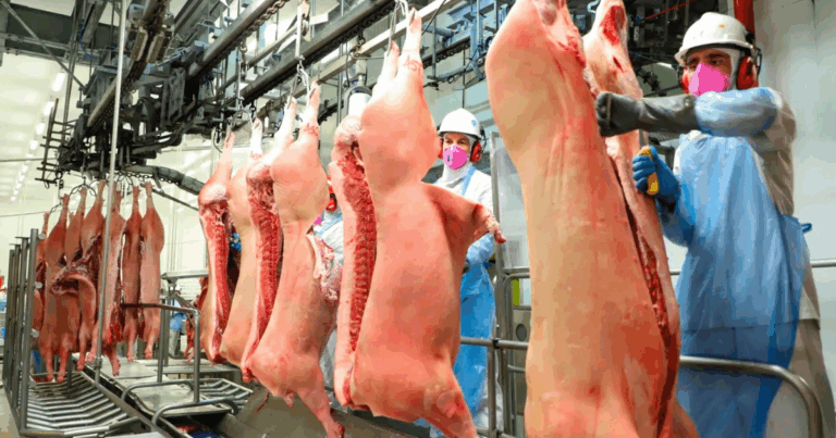 Santa Catarina bate recorde histórico nas exportações de carne suína no primeiro semestre de 2025