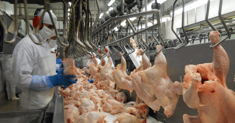 Biossoluções da Novonesis ganham destaque no 11º Encontro Avícola Unifrango