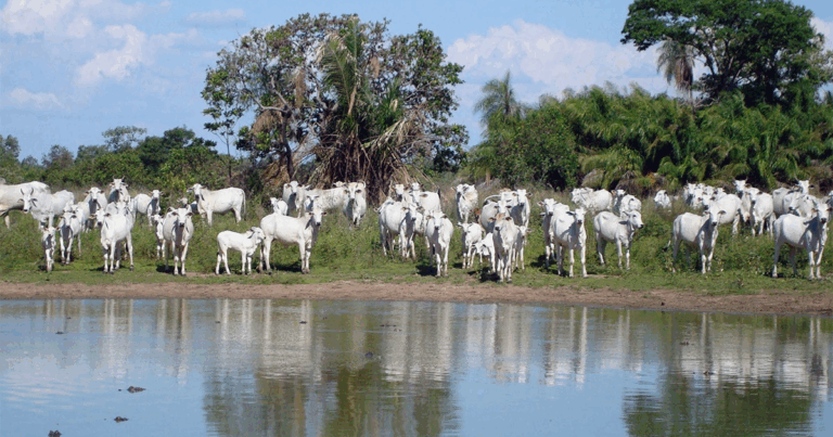 Carne Sustentável do Pantanal já soma R$ 63 milhões em repasses e inicia nova fase com revisão de protocolo