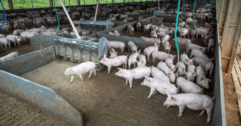 Dia do Suinocultor celebra protagonismo e futuro da cadeia suína no Brasil