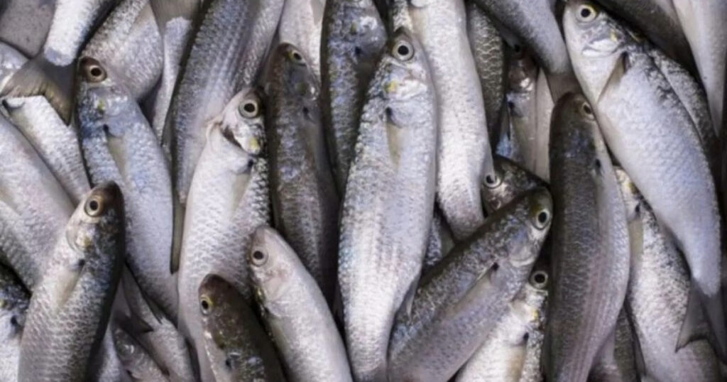 Tainha