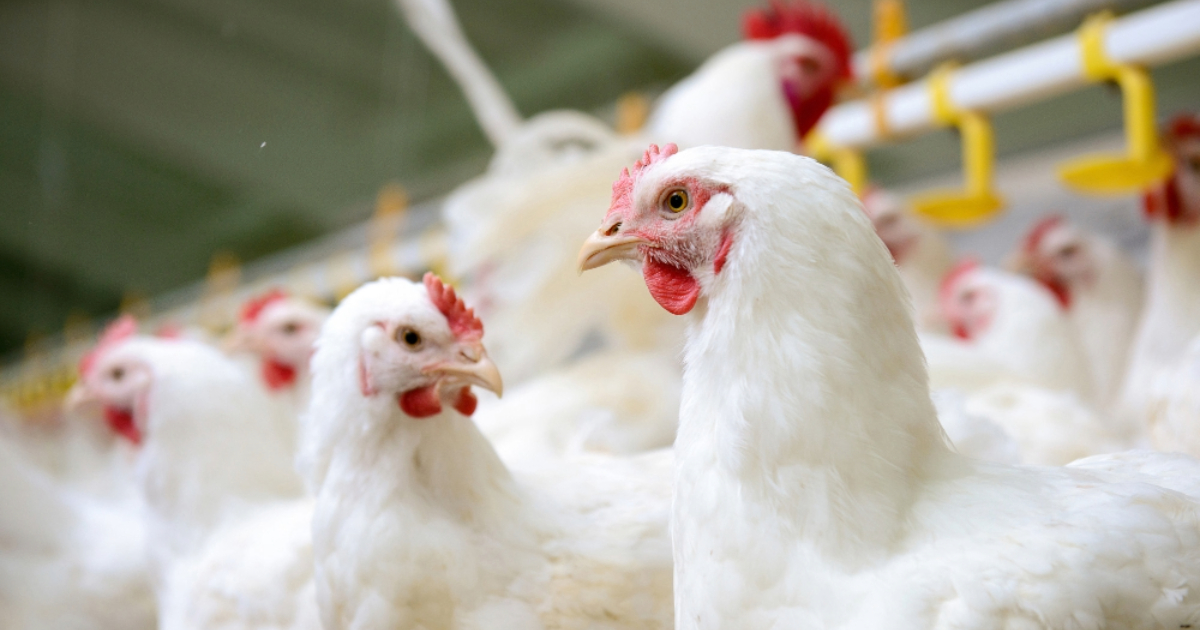 avicultura brasileira