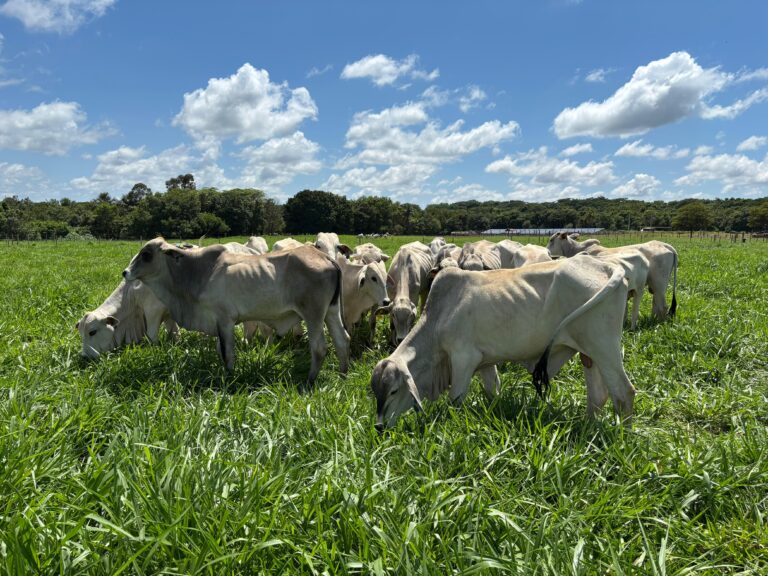 Sistema Antecipasto amplia oferta de pasto e garante produtividade no inverno