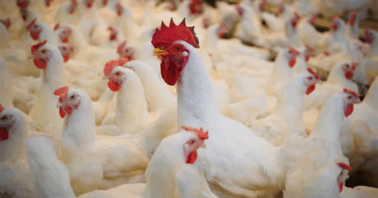 Cargill apresenta Notox MAX PTY 2.0 para controle de micotoxinas na avicultura