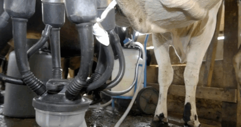 Leite fortalece o agro e movimenta bilhões na economia brasileira