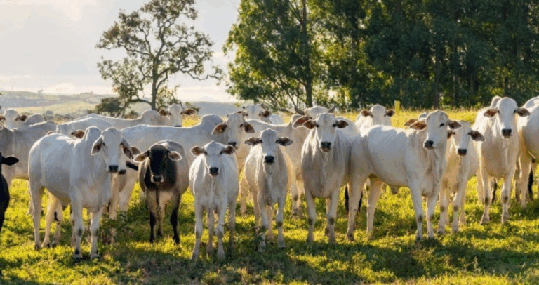 Minerva Foods estreia na Expointer e reforça laços com o produtor gaúcho