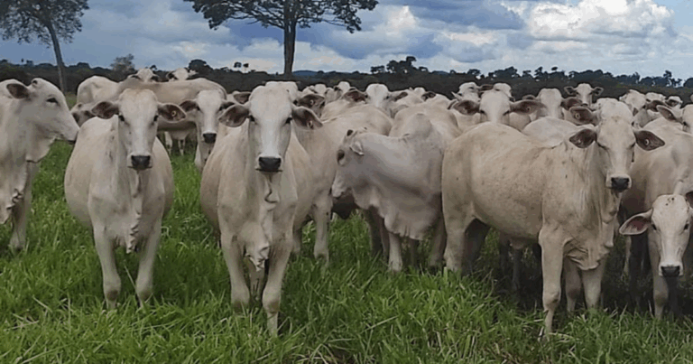 Embrapa desenvolve indutor de ovulação que eleva em 9% taxa de prenhez em vacas