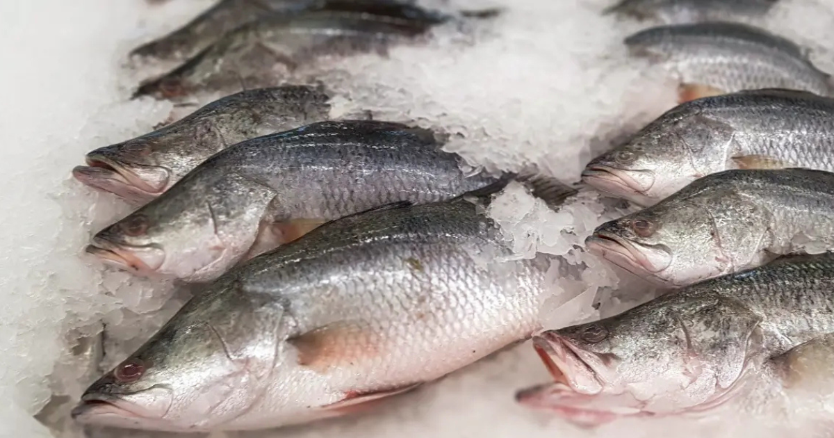 Durante a Aqua Nor 2025, ministro André de Paula destacou comércio, sustentabilidade e políticas públicas para o setor aquícola. Além do combate contra a pesca ilegal.