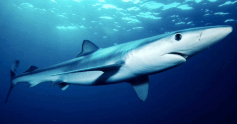Painel da Pesca detalha monitoramento e regras para captura do tubarão‑azul em 2025