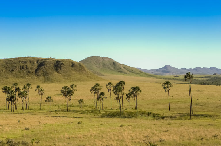 ADM e Parque Vida Cerrado desenvolvem Guia de Flora para restauração do Cerrado baiano