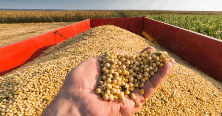 Safra recorde nos EUA pressiona o milho, enquanto cortes do USDA e forte demanda chinesa sustentam a soja.