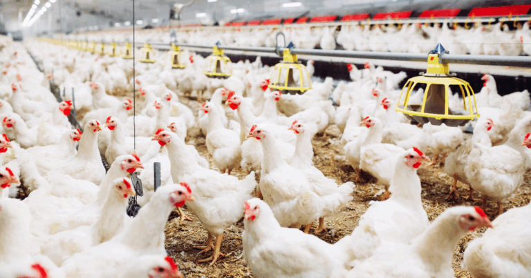 Asgav lança 4ª edição de campanha no RS para incentivar o consumo de carne de frango e valorizar produtores locais.