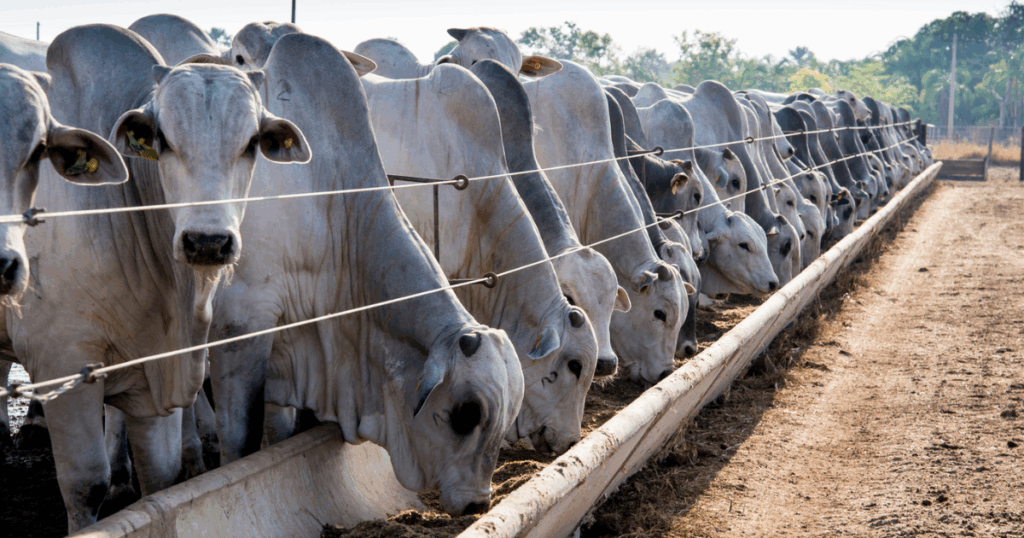 Doença Respiratória Bovina compromete desempenho dos rebanhos e exige diagnóstico precoce e tratamento eficaz para reduzir perdas.