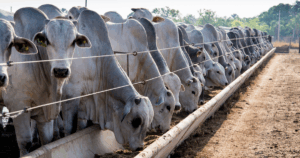 Doença Respiratória Bovina compromete desempenho dos rebanhos e exige diagnóstico precoce e tratamento eficaz para reduzir perdas.