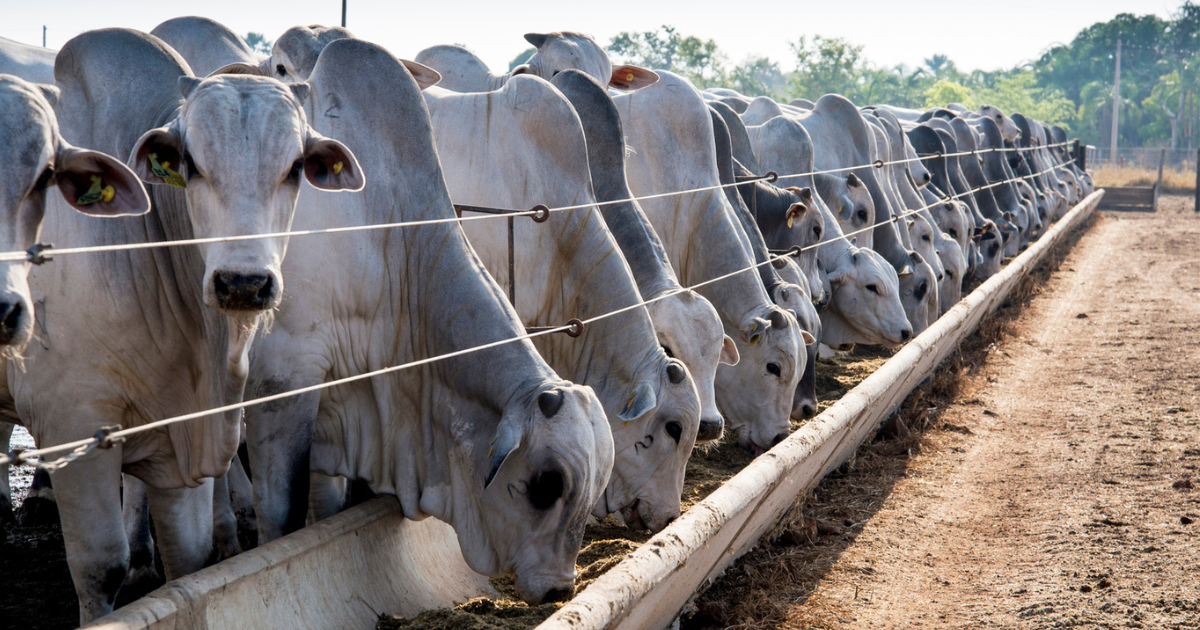 Doença Respiratória Bovina compromete desempenho dos rebanhos e exige diagnóstico precoce e tratamento eficaz para reduzir perdas.