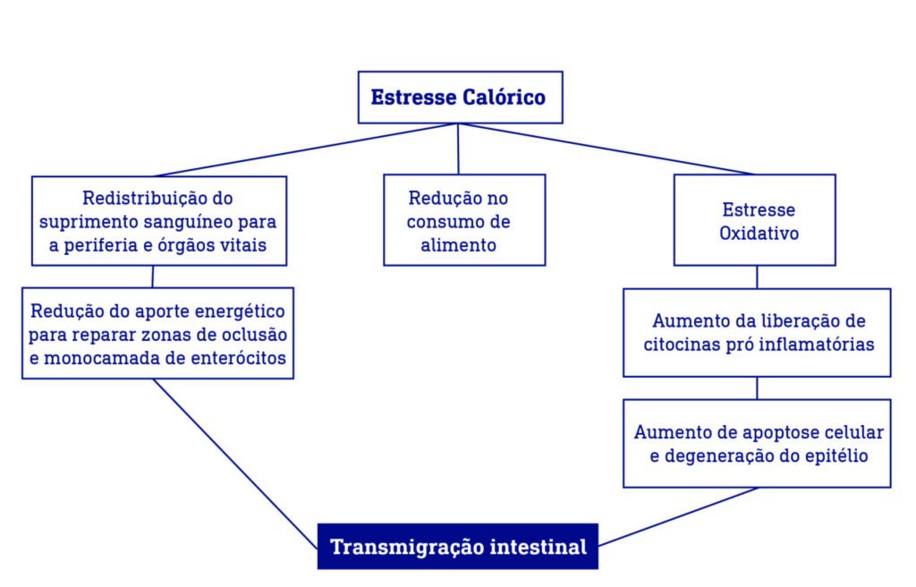 Estresse Calórico na Avicultura