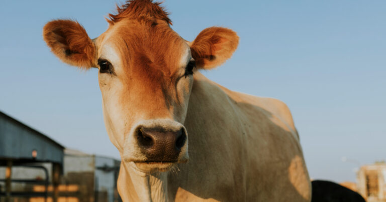 Nutrição e ambiência ditam o futuro da criação de bezerras