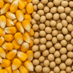 USDA mantém projeções para soja e milho nos EUA na temporada 2026/27