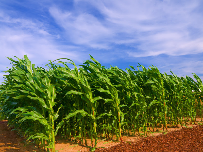 A participação feminina no cooperativismo catarinense fortalece a gestão, amplia a inovação e consolida o futuro do setor