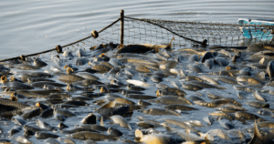 Aquicultura – A nutrição como motor da consolidação