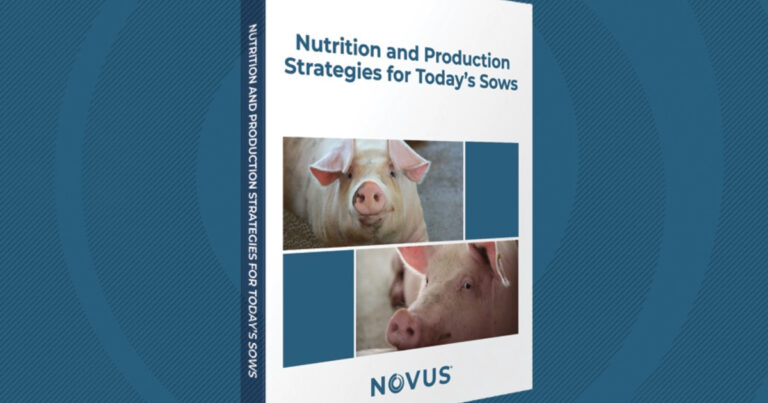 Novus lança livro sobre nutrição de matrizes suínas e promove eventos globais