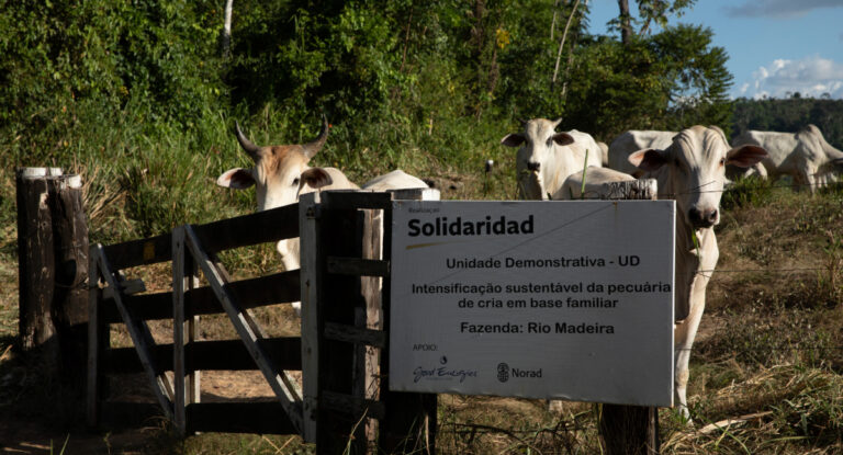 Produtividade da pecuária familiar na Amazônia dispara 64%com adoção de agricultura regenerativa