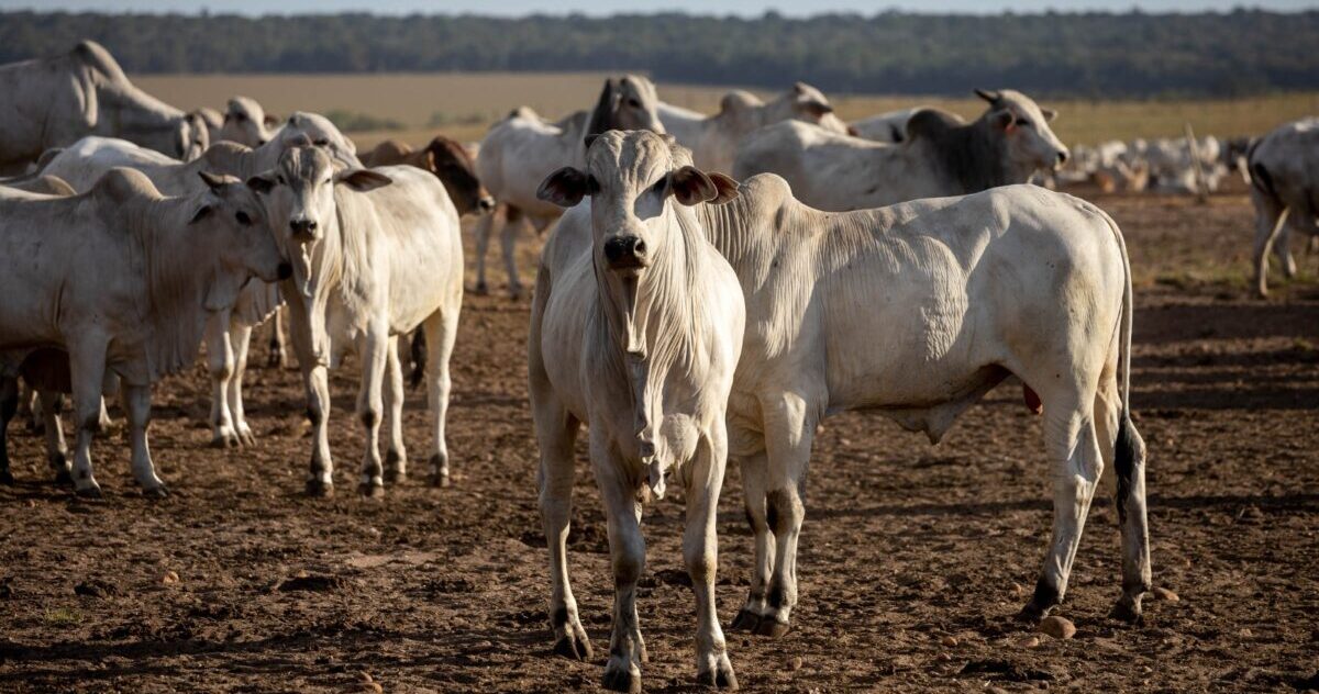 proteína animal brasileira