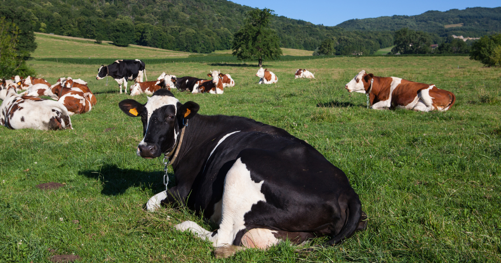 bem-estar animal,bezerras,saúde bovina,bovinocultura