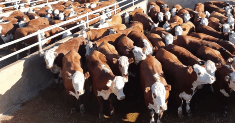 Associação Brasileira de Hereford e Braford abre concurso de avaliação de carcaças
