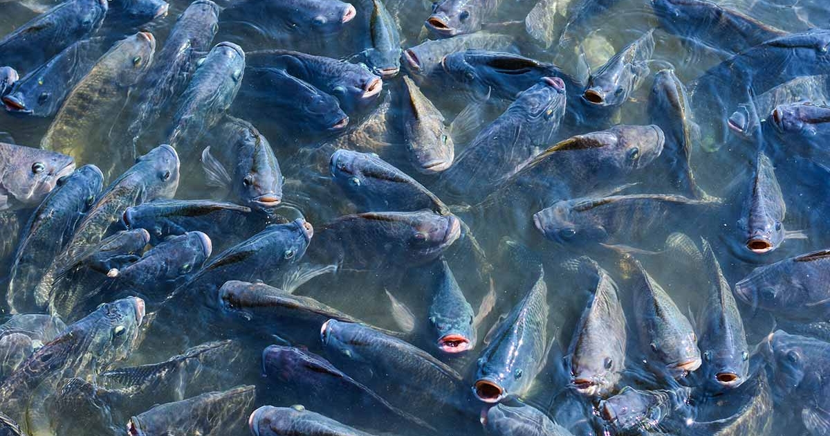 predicção na aquicultura