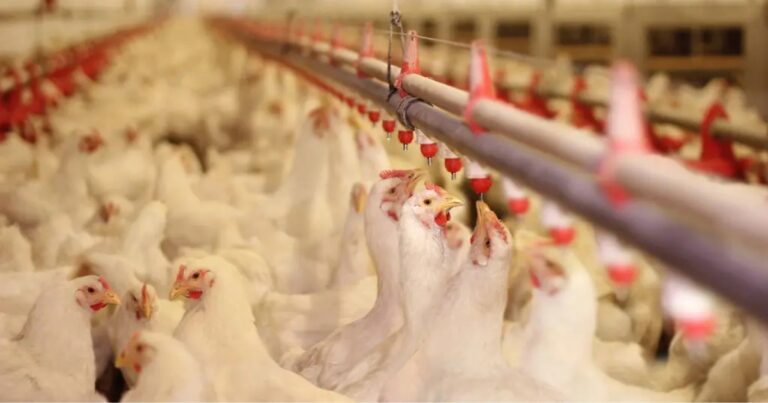 Avicultura e bem-estar animal: o elo invisível da sustentabilidade