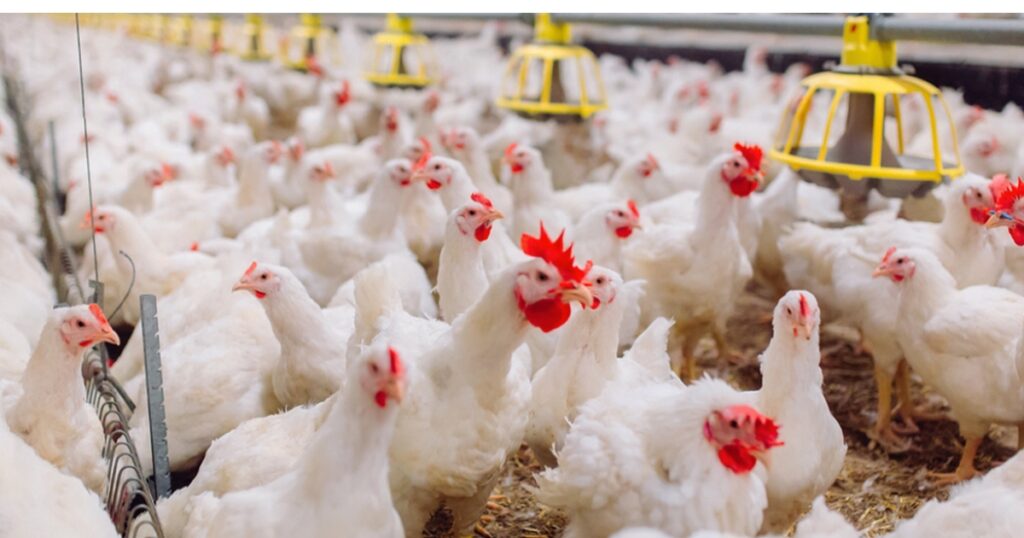 bem-estar animal na avicultura