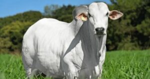 Melhoramento genético e exportações aquecidas no radar do pecuarista em 2026