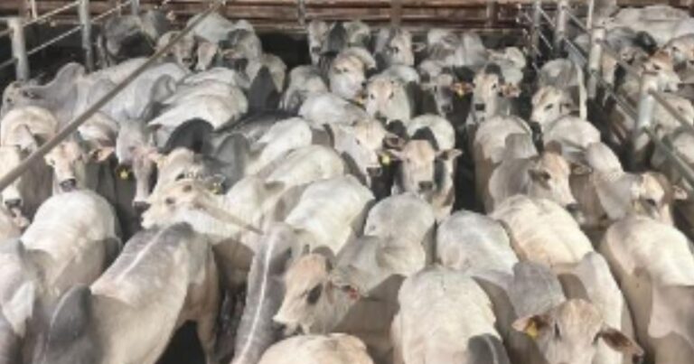 Circuito Nelore avalia mais de 1.500 machos em Andradina