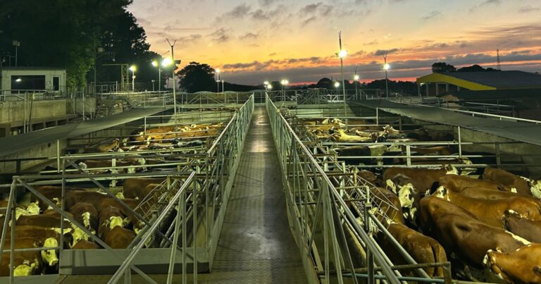 Concurso de Carcaças destaca evolução da Carne Hereford no RS