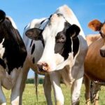 Uma abordagem proteômica multi-antígeno para o monitoramento da Doença de Johne em rebanhos leiteiros